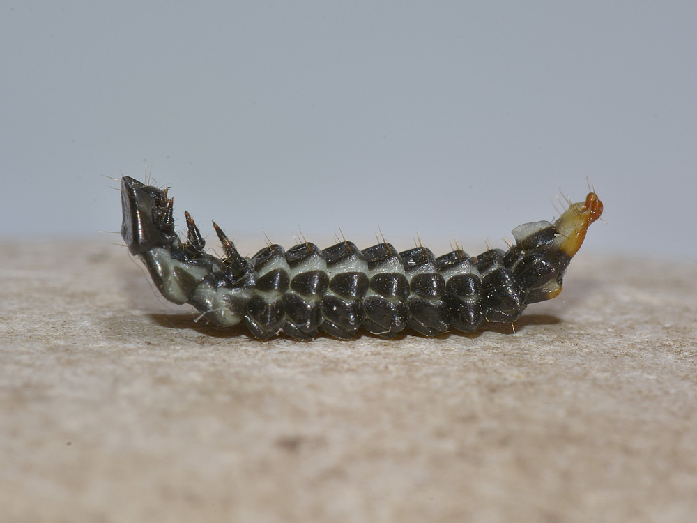 Larva di Lycidae - Lygistopterus?